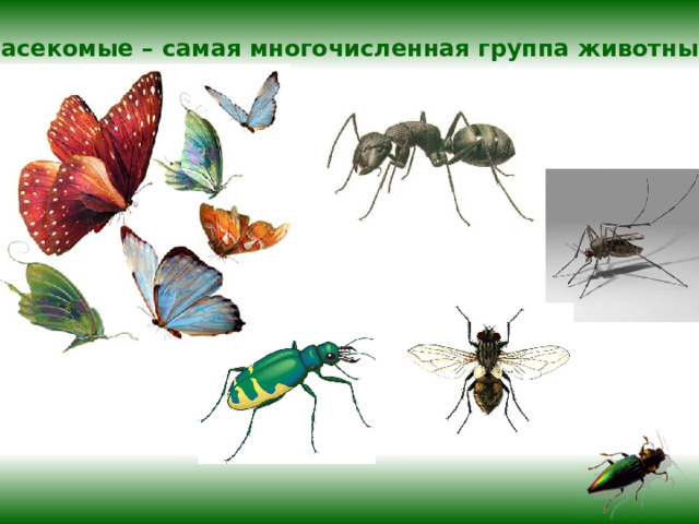  Насекомые – самая многочисленная группа животных.  