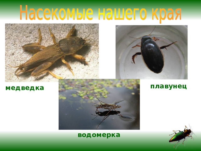 плавунец медведка водомерка 