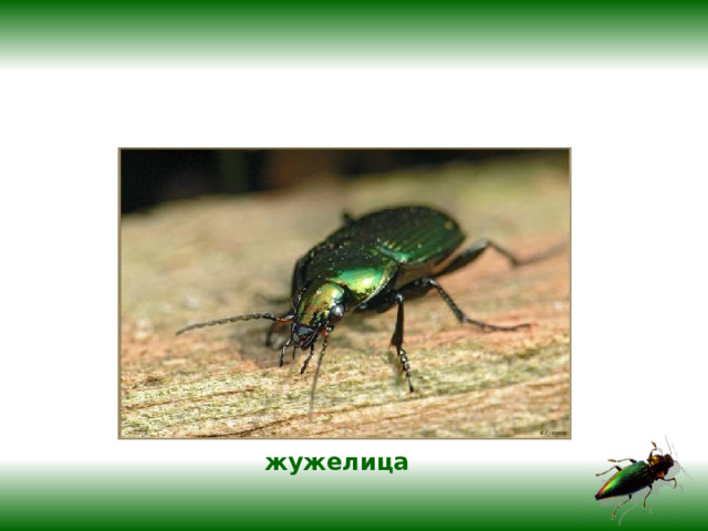 жужелица 