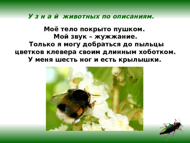 У з н а й животных по описаниям.  Моё тело покрыто пушком. Мой звук – жужжание.  Только я могу добраться до пыльцы  цветков клевера своим длинным хоботком. У меня шесть ног и есть крылышки.  