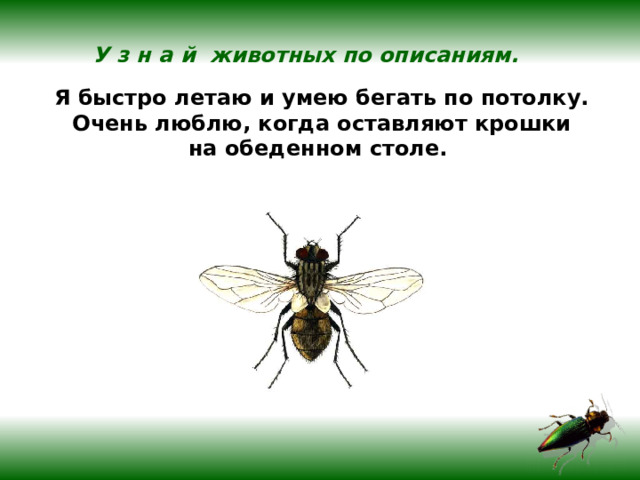 У з н а й животных по описаниям.  Я быстро летаю и умею бегать по потолку.  Очень люблю, когда оставляют крошки на обеденном столе. 