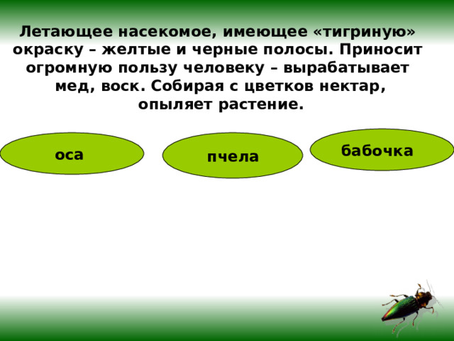 Летающее насекомое, имеющее «тигриную» окраску – желтые и черные полосы. Приносит огромную пользу человеку – вырабатывает мед, воск. Собирая с цветков нектар,  опыляет растение.  бабочка  оса   пчела  