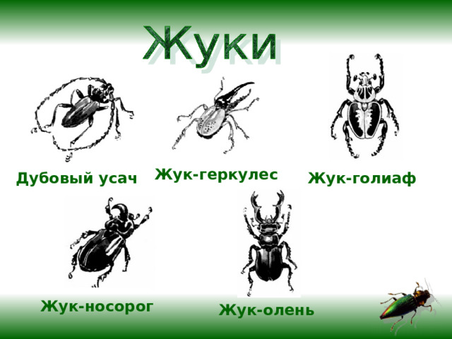 Жук-геркулес Дубовый усач  Жук-голиаф  Жук-носорог Жук-олень  