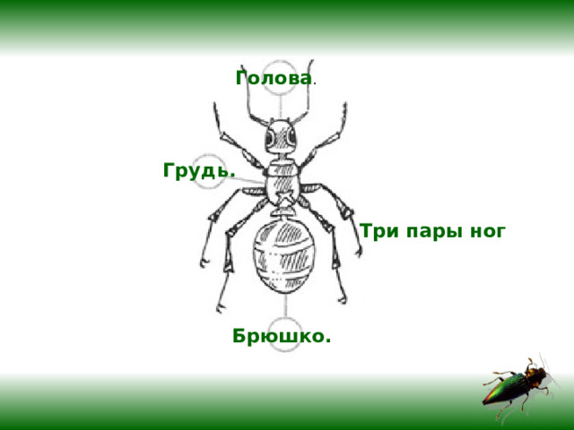 Голова . Грудь.  Три пары ног Брюшко.  