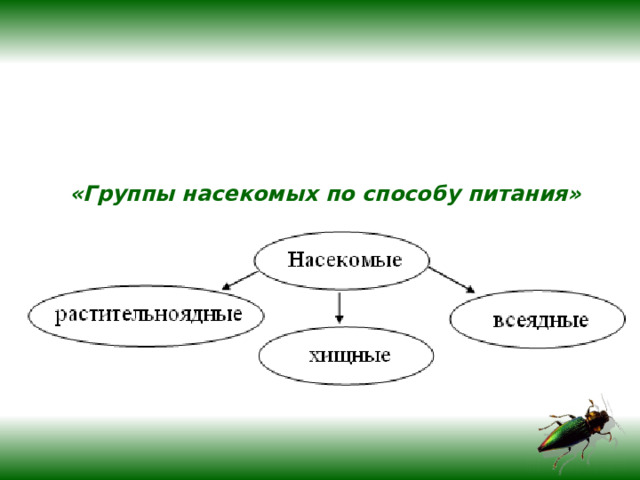 «Группы насекомых по способу питания»  