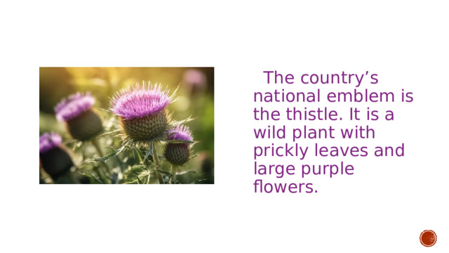  The country’s national emblem is the thistle. It is a wild plant with prickly leaves and large purple flowers. 