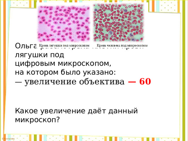 Ольга рассмотрела клетки крови лягушки под цифровым микроскопом, на котором было указано: — увеличение объектива   — 60   Какое увеличение даёт данный микроскоп? 