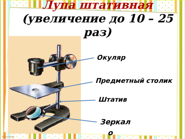 Лупа штативная  (увеличение до 10 – 25 раз) Окуляр  Предметный столик  Штатив  Зеркало  