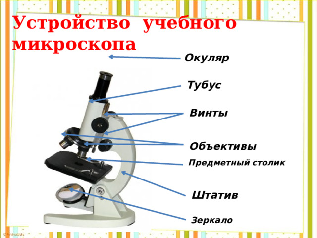 Устройство учебного микроскопа   Окуляр Тубус Винты Объективы  Предметный столик Штатив Зеркало  