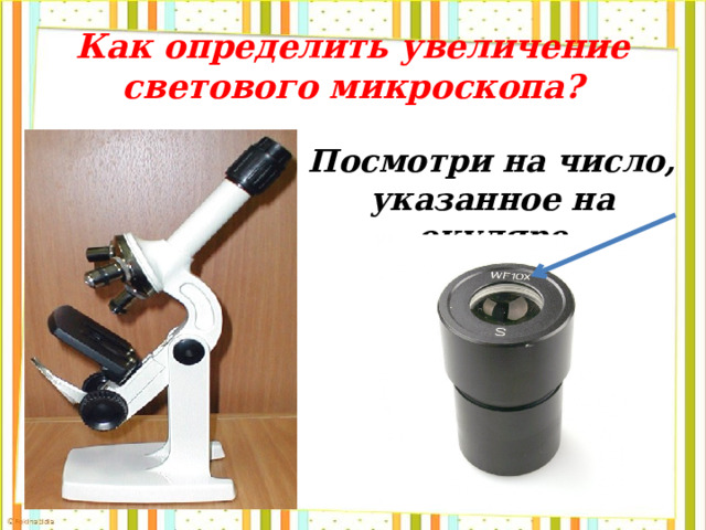 Как определить увеличение светового микроскопа? Посмотри на число, указанное на окуляре 