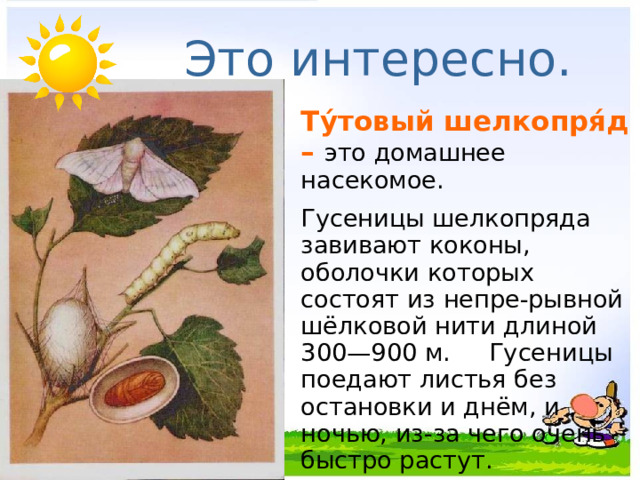 Это интересно.   Ту́товый шелкопря́д – это домашнее насекомое.    Гусеницы шелкопряда завивают коконы, оболочки которых состоят из непре-рывной шёлковой нити длиной 300—900 м.     Гусеницы поедают листья без остановки и днём, и ночью, из-за чего очень быстро растут. 