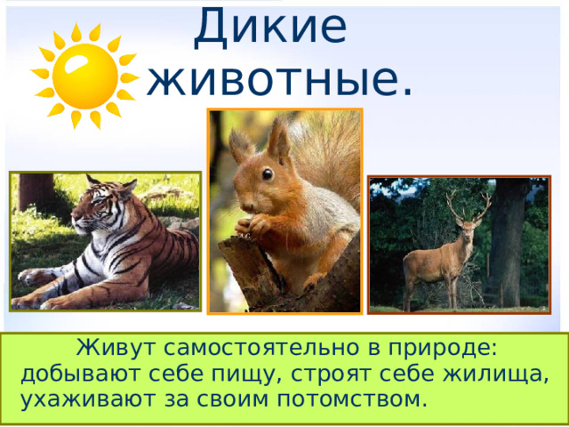  Дикие животные.     Живут самостоятельно в природе: добывают себе пищу, строят себе жилища, ухаживают за своим потомством. 