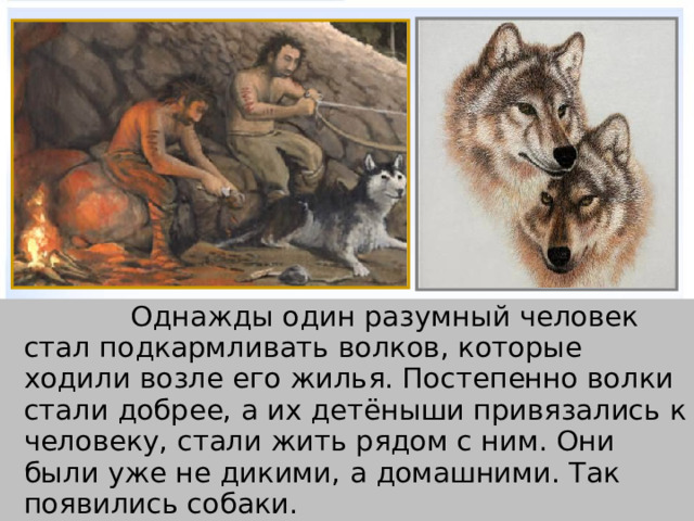   Однажды один разумный человек стал подкармливать волков, которые ходили возле его жилья. Постепенно волки стали добрее, а их детёныши привязались к человеку, стали жить рядом с ним. Они были уже не дикими, а домашними. Так появились собаки. 