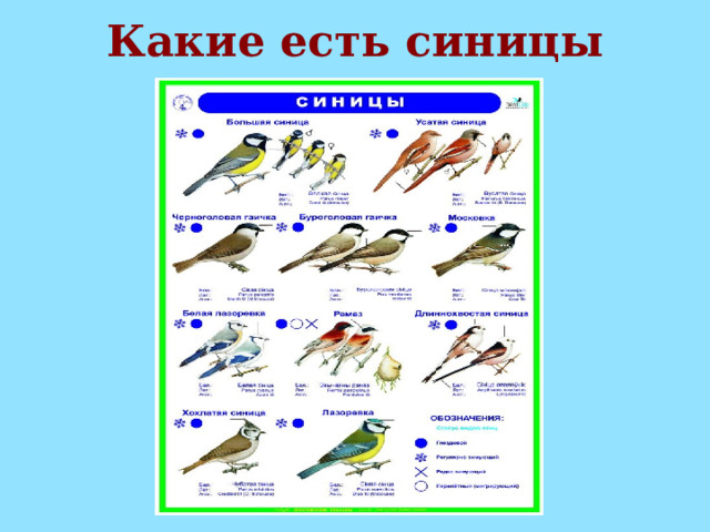 Какие есть синицы 