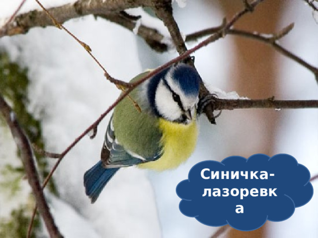 Синичка- лазоревка  