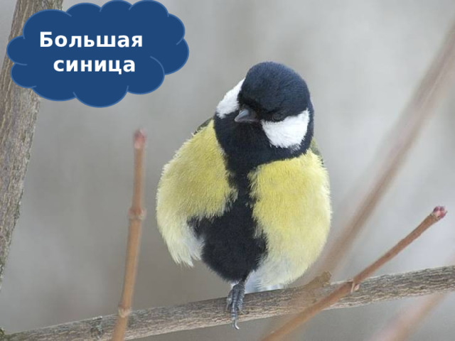 Большая синица  