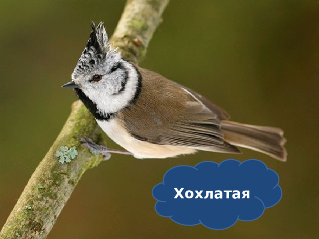 Хохлатая 