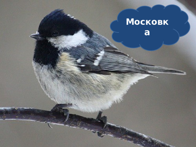 Московка 