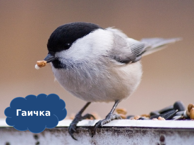 Гаичка 