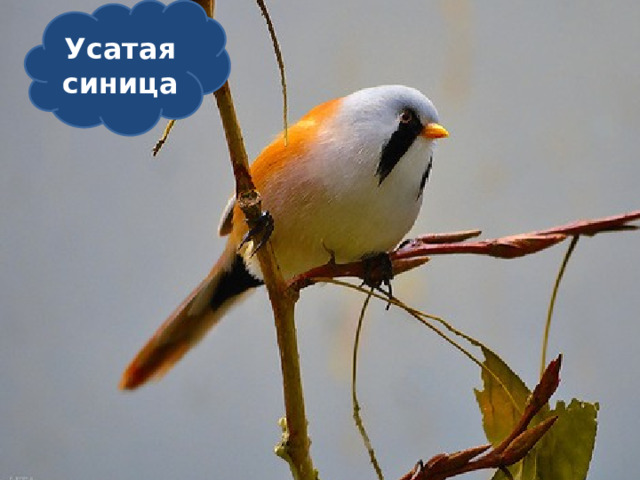 Усатая синица 