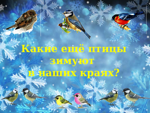 Какие ещё птицы зимуют в наших краях? 