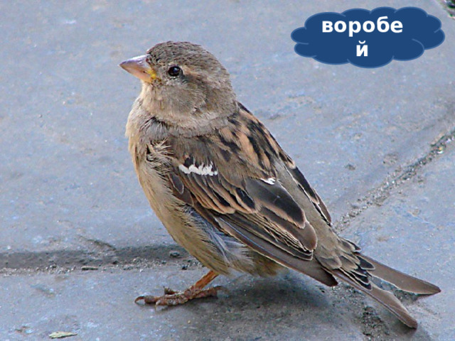 воробей  Чик-чирик к зернышку – прыг, Клюй , не робей кто это?  