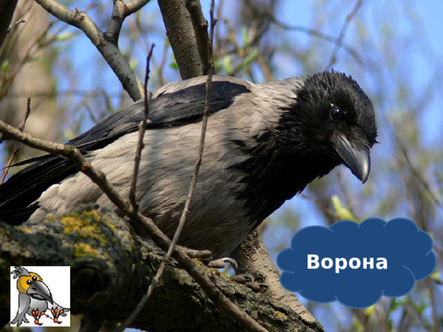   На окне дремала птица: «Галка-галка, что Вам снится?» Отвечала птица сонно: «Я не галка, я …!» Ворона  