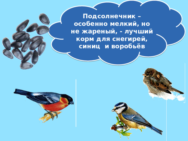 Подсолнечник – особенно мелкий, но не жареный, - лучший корм для снегирей, синиц и воробьёв  