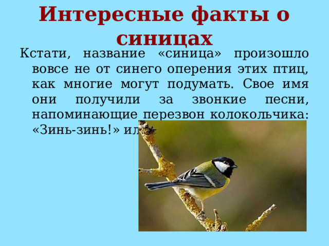 Интересные факты о синицах Кстати, название «синица» произошло вовсе не от синего оперения этих птиц, как многие могут подумать. Свое имя они получили за звонкие песни, напоминающие перезвон колокольчика: «Зинь-зинь!» или «Синь-синь!». 
