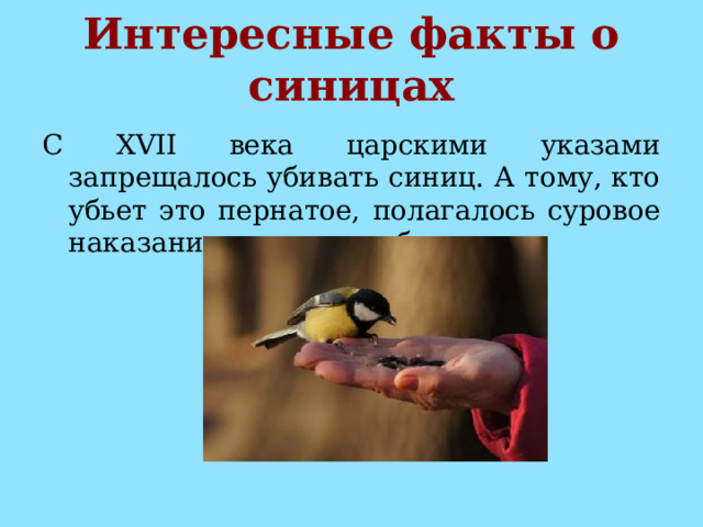 Интересные факты о синицах С XVII века царскими указами запрещалось убивать синиц. А тому, кто убьет это пернатое, полагалось суровое наказание — могли либо высечь, либо взять крупный штраф. 