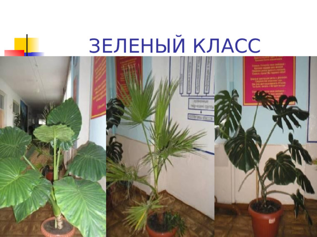 ОТДЕЛ ЦВЕТОЧНЫХ КУЛЬТУР 