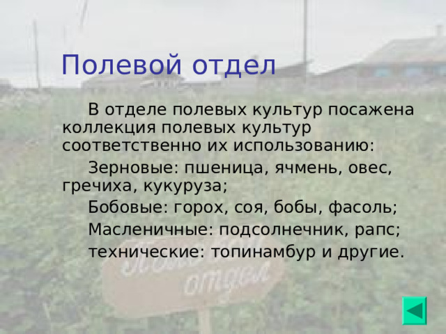 Отдел декоративных культур Расположен у входа, в центре и вокруг пришкольного участка, в виде бордюр и защитных полос, отделяя один отдел от другого; Однолетние - астры, левкой, львиный зев, бархатцы, космея, цинии, календула, вербена, подсолнечник декоратиный и др. Двулетние – виола и др; Многолетние – георгины, гладиолусы, дельфиниумы; Вьющие – хмель, бобы, вьюны и другие. 