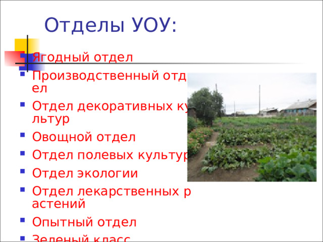 Отделы УОУ: Ягодный отдел Производственный отдел Отдел декоративных культур Овощной отдел Отдел полевых культур Отдел экологии Отдел лекарственных растений Опытный отдел Зеленый класс  