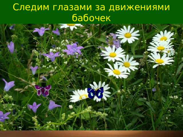 Следим глазами за движениями бабочек 