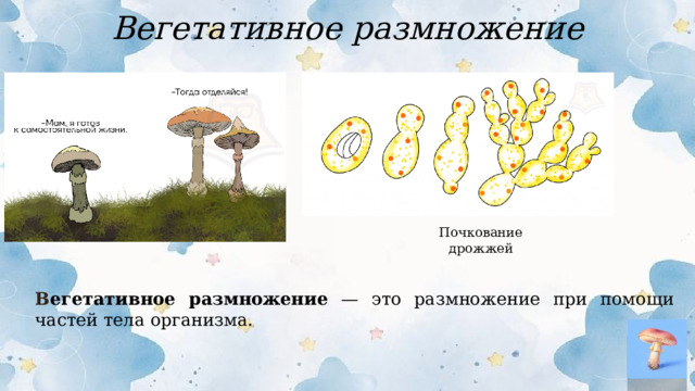 Вегетативное размножение Почкование дрожжей В егетативное размножение — это размножение при помощи частей тела организма.  