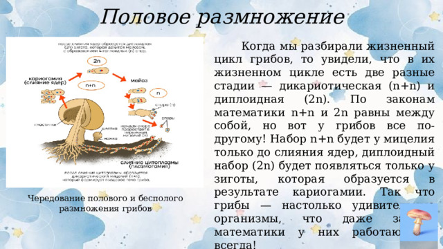 Половое размножение  Когда мы разбирали жизненный цикл грибов, то увидели, что в их жизненном цикле есть две разные стадии — дикариотическая (n+n) и диплоидная (2n). По законам математики n+n и 2n равны между собой, но вот у грибов все по-другому! Набор n+n будет у мицелия только до слияния ядер, диплоидный набор (2n) будет появляться только у зиготы, которая образуется в результате кариогамии. Так что грибы — настолько удивительные организмы, что даже законы математики у них работают не всегда! Чередование полового и бесполого размножения грибов  