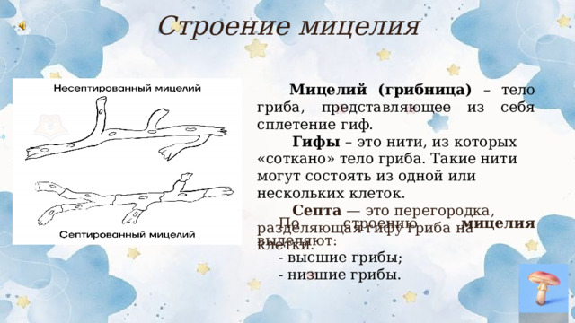 Строение мицелия  Мицелий (грибница) – тело гриба, представляющее из себя сплетение гиф.  Гифы – это нити, из которых «соткано» тело гриба. Такие нити могут состоять из одной или нескольких клеток.  Септа — это перегородка, разделяющая гифу гриба на клетки. По строению мицелия выделяют: - высшие грибы; - низшие грибы.  