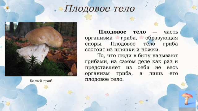 Плодовое тело  Плодовое тело — часть организма гриба, образующая споры. Плодовое тело гриба состоит из шляпки и ножки.  То, что люди в быту называют грибами, на самом деле как раз и представляет из себя не весь организм гриба, а лишь его плодовое тело. Белый гриб  
