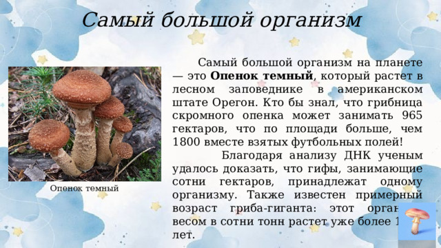 Самый большой организм  Самый большой организм на планете — это Опенок темный , который растет в лесном заповеднике в американском штате Орегон. Кто бы знал, что грибница скромного опенка может занимать 965 гектаров, что по площади больше, чем 1800 вместе взятых футбольных полей!  Благодаря анализу ДНК ученым удалось доказать, что гифы, занимающие сотни гектаров, принадлежат одному организму. Также известен примерный возраст гриба-гиганта: этот организм весом в сотни тонн растет уже более 1900 лет. Опенок темный  