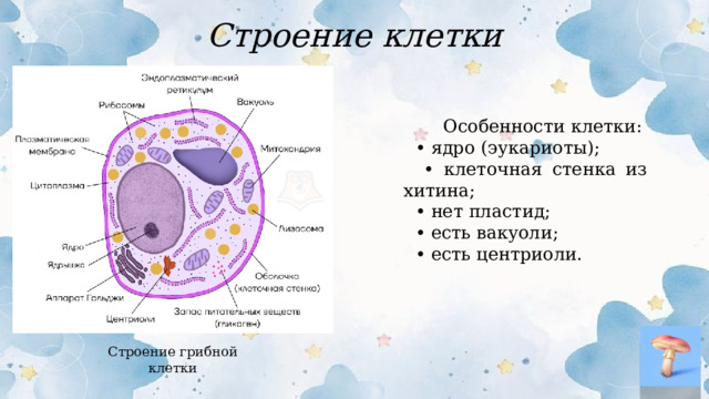 Строение клетки  Особенности клетки: • ядро (эукариоты); • клеточная стенка из хитина; • нет пластид; • есть вакуоли; • есть центриоли. Строение грибной клетки  