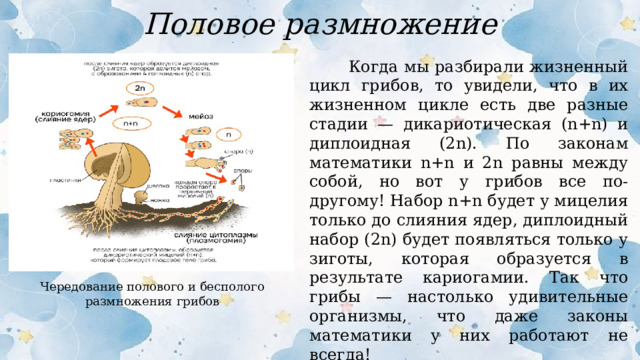Половое размножение  Когда мы разбирали жизненный цикл грибов, то увидели, что в их жизненном цикле есть две разные стадии — дикариотическая (n+n) и диплоидная (2n). По законам математики n+n и 2n равны между собой, но вот у грибов все по-другому! Набор n+n будет у мицелия только до слияния ядер, диплоидный набор (2n) будет появляться только у зиготы, которая образуется в результате кариогамии. Так что грибы — настолько удивительные организмы, что даже законы математики у них работают не всегда! Чередование полового и бесполого размножения грибов  