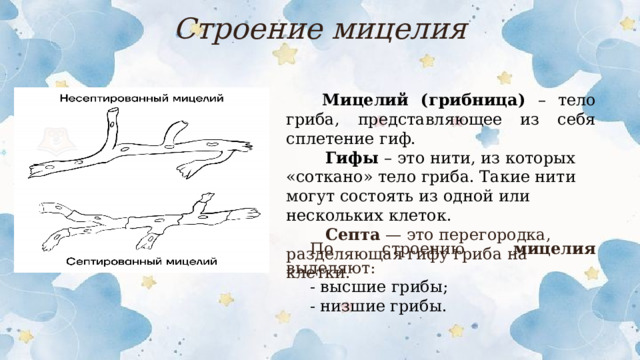 Строение мицелия  Мицелий (грибница) – тело гриба, представляющее из себя сплетение гиф.  Гифы – это нити, из которых «соткано» тело гриба. Такие нити могут состоять из одной или нескольких клеток.  Септа — это перегородка, разделяющая гифу гриба на клетки. По строению мицелия выделяют: - высшие грибы; - низшие грибы.  
