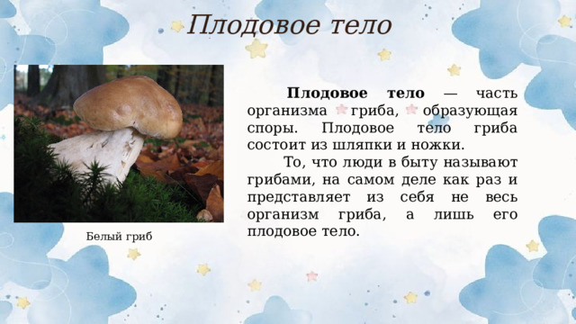 Плодовое тело  Плодовое тело — часть организма гриба, образующая споры. Плодовое тело гриба состоит из шляпки и ножки.  То, что люди в быту называют грибами, на самом деле как раз и представляет из себя не весь организм гриба, а лишь его плодовое тело. Белый гриб  