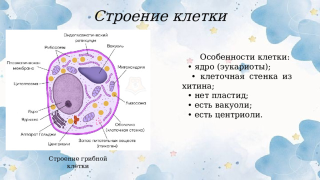 Строение клетки  Особенности клетки: • ядро (эукариоты); • клеточная стенка из хитина; • нет пластид; • есть вакуоли; • есть центриоли. Строение грибной клетки  