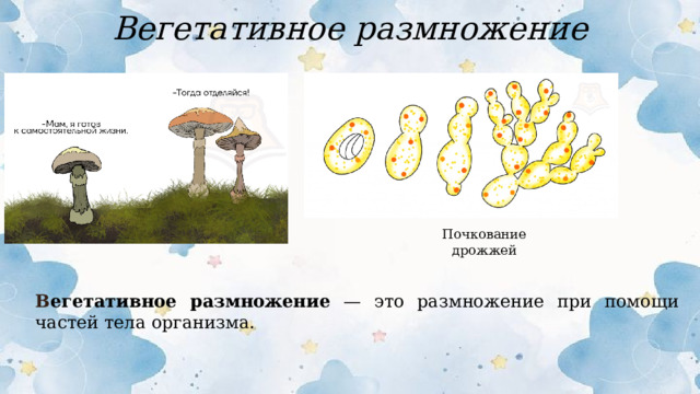 Вегетативное размножение Почкование дрожжей В егетативное размножение — это размножение при помощи частей тела организма.  