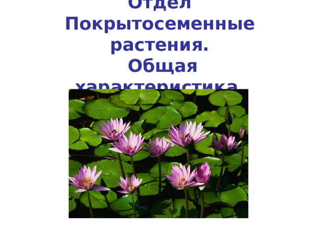 Отдел Покрытосеменные растения.  Общая характеристика.    