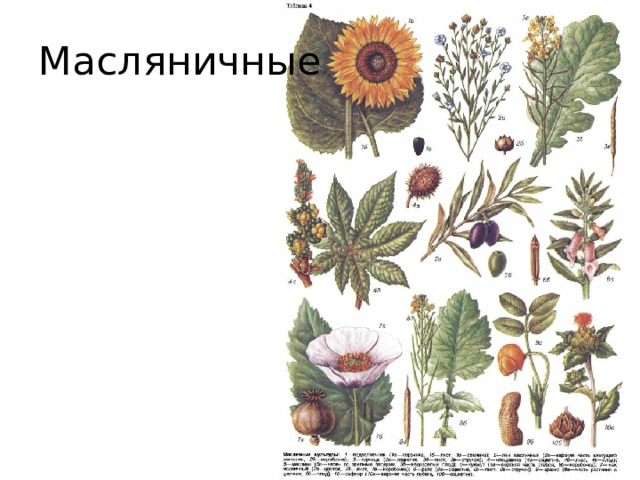 Масляничные 