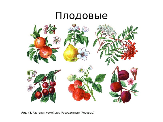 Плодовые 