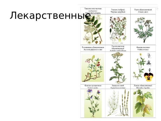 Лекарственные 