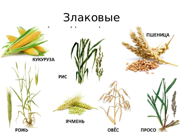 Злаковые 